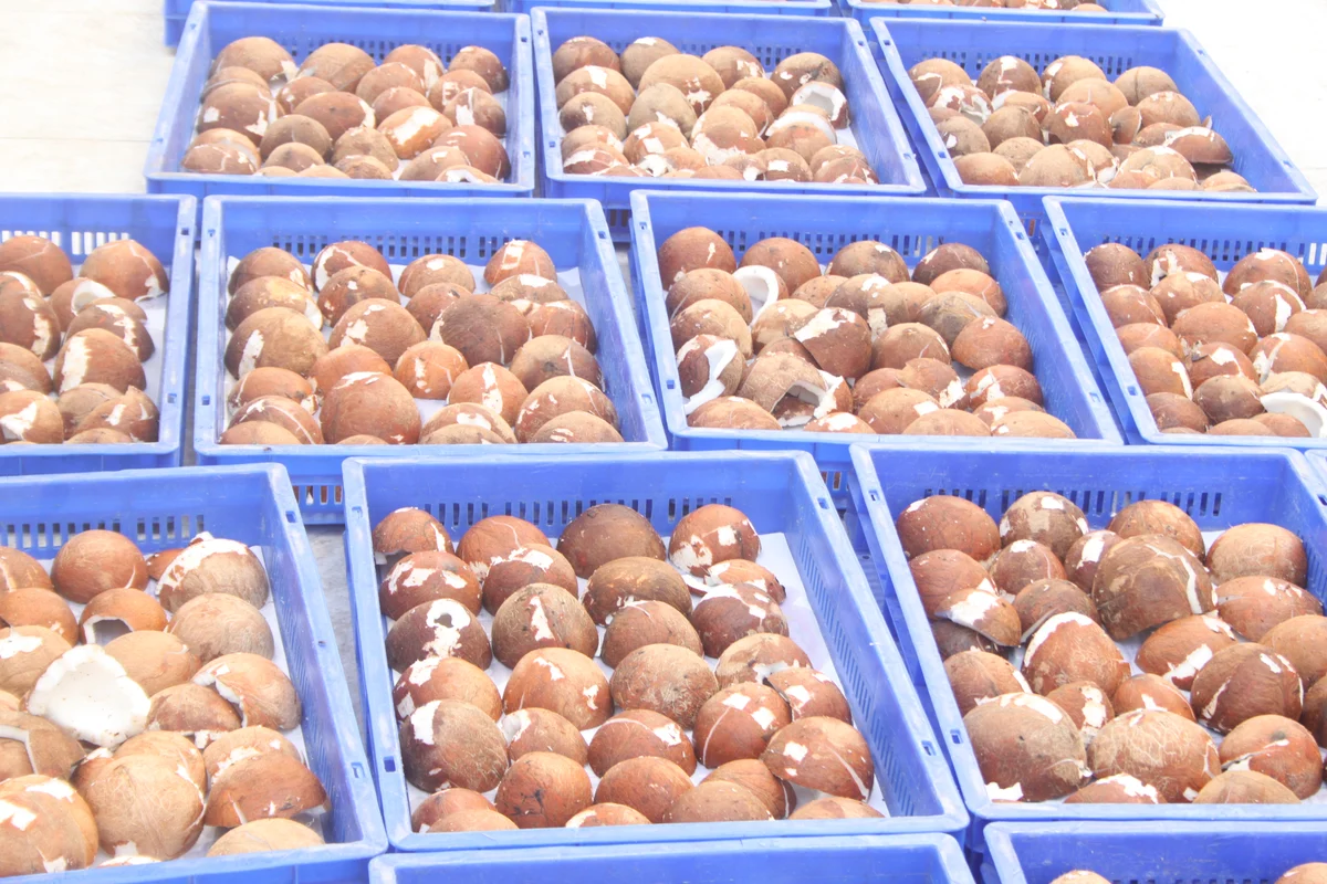 Coconut copra drying process