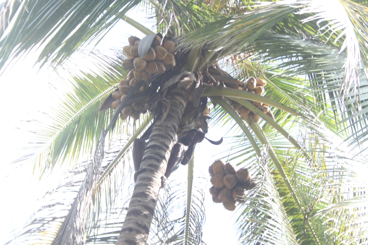 Coconut harvesting on farm
