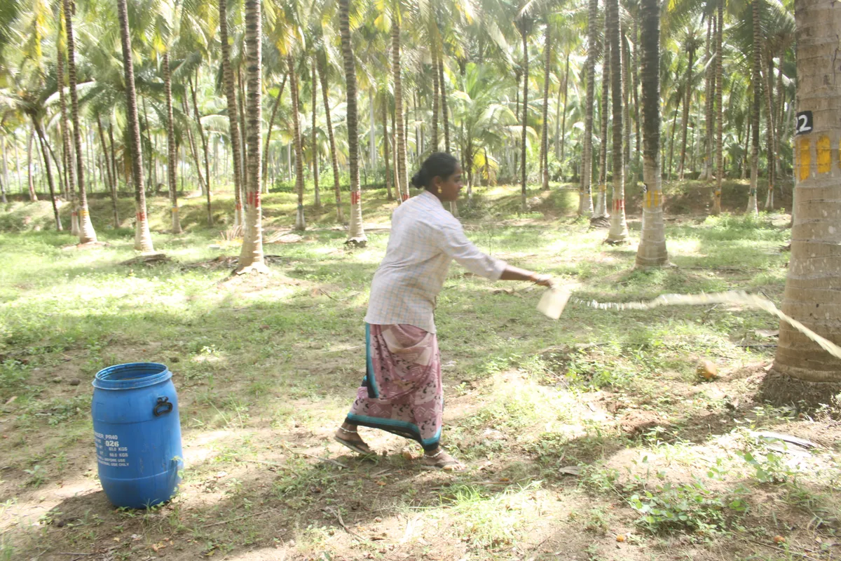Coconut farming in South India