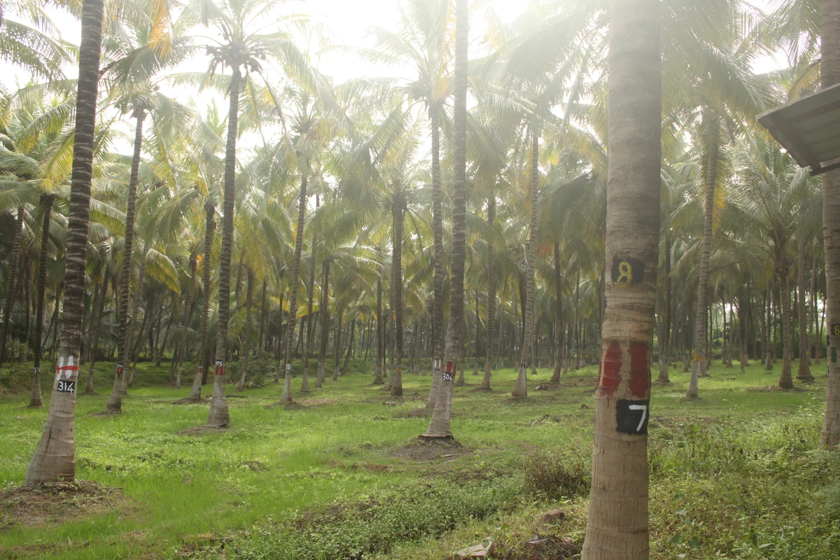 Coconut farm in South India